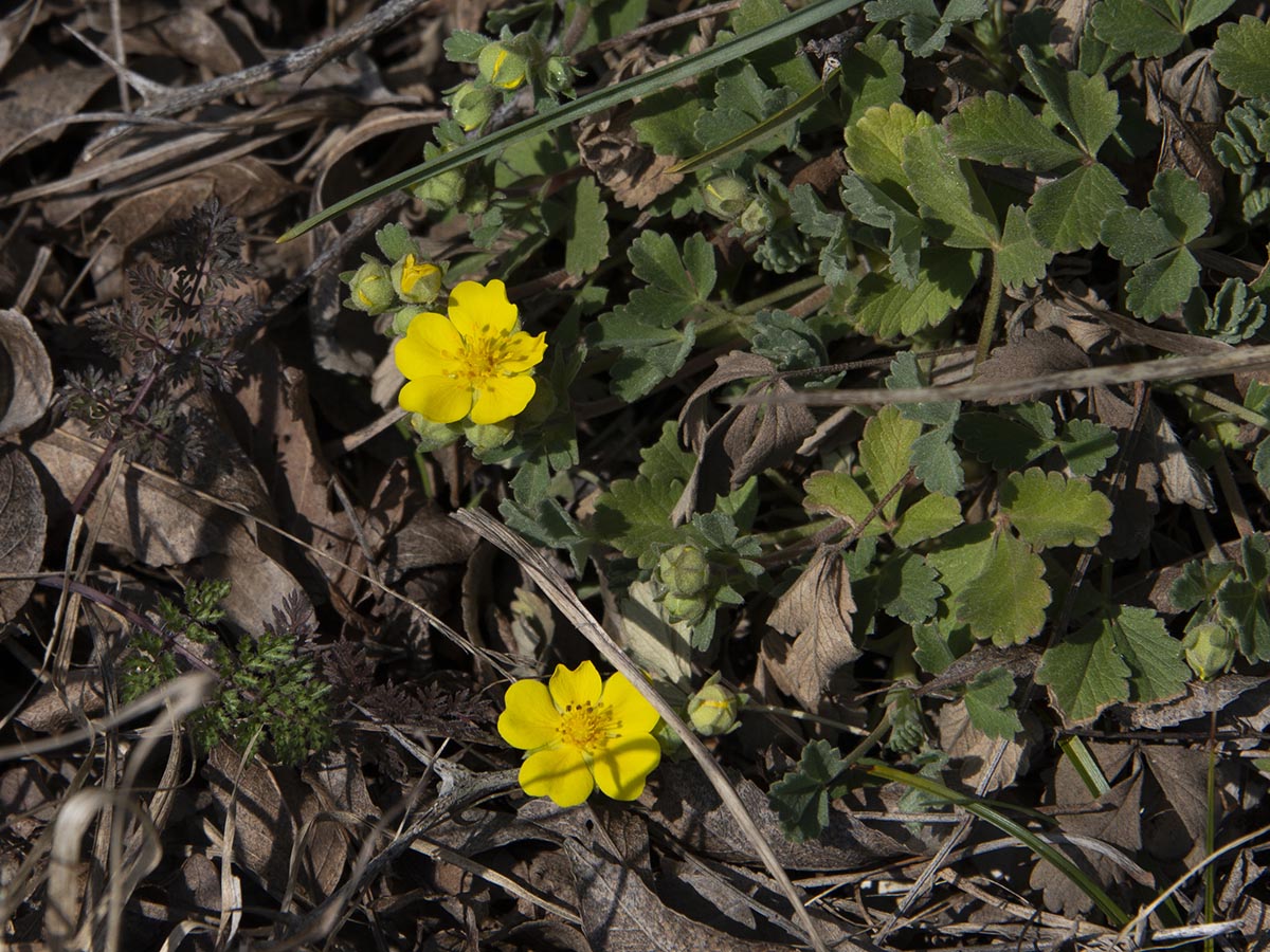 Potentilla cinerea ssp. tommasiniana